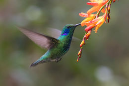Image de Colibris