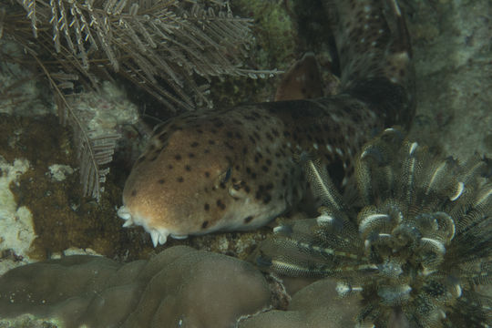Image of Freycinet's Epaulette Shark