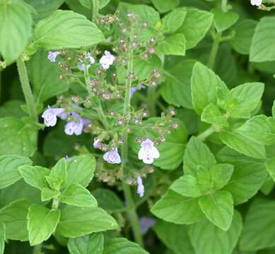 Image of Lesser calamint