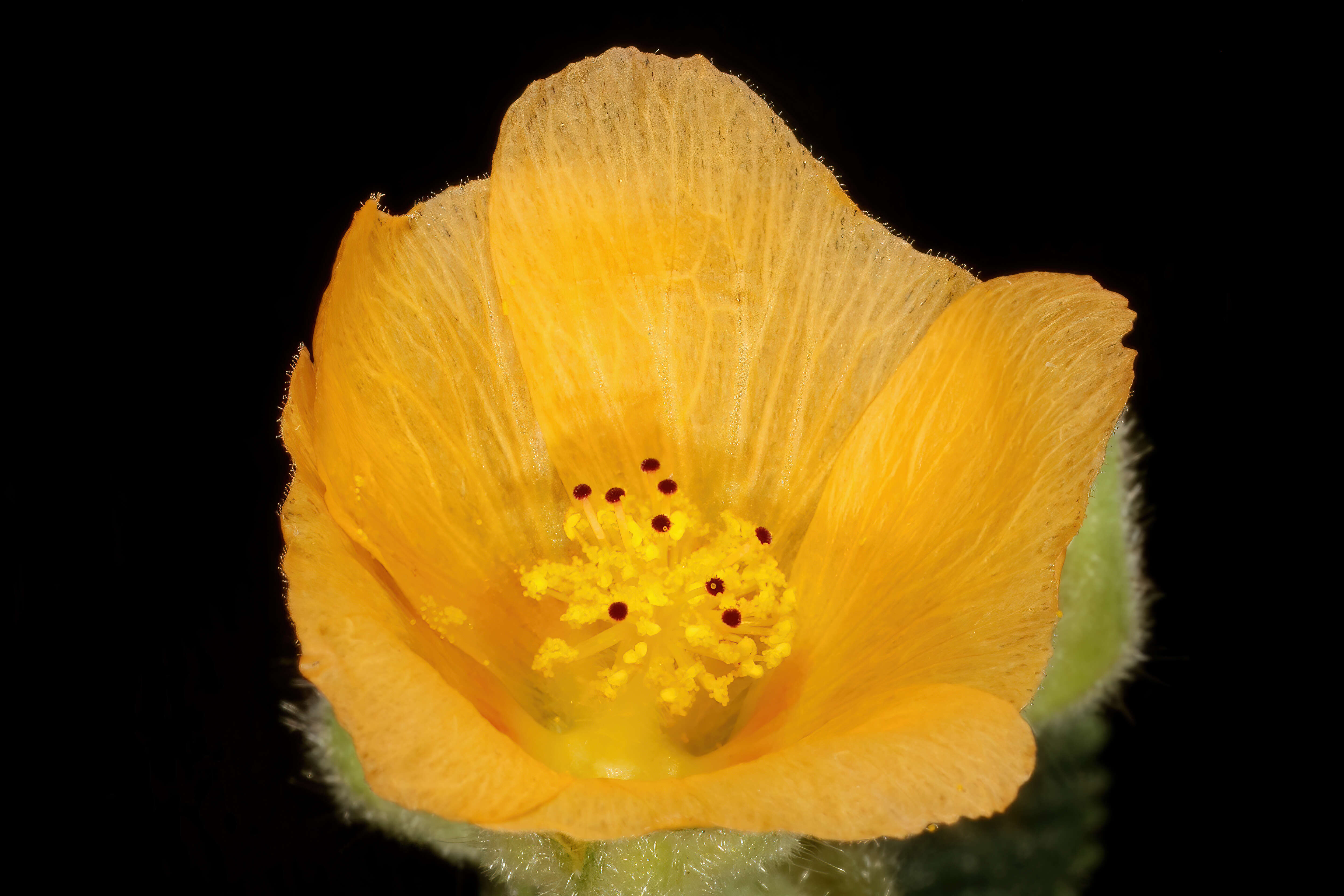 Image of country mallow