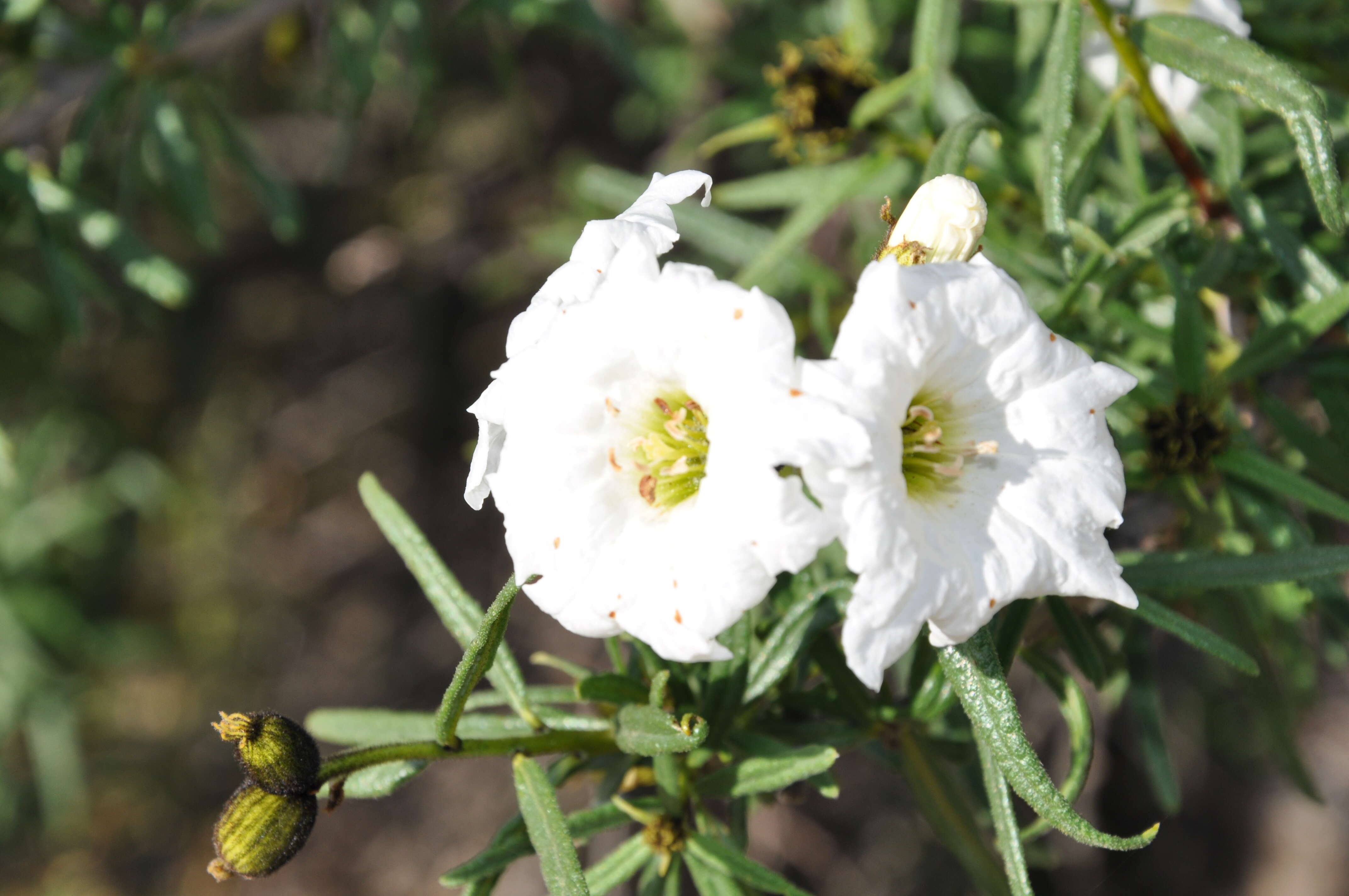 Image of Cordia decandra Hook. & Arn.