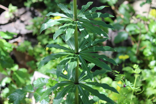 Image of <i>Lilium humboldtii ocellatum</i>