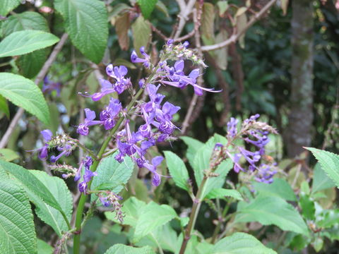 Image of <i>Plectranthus ecklonii</i>