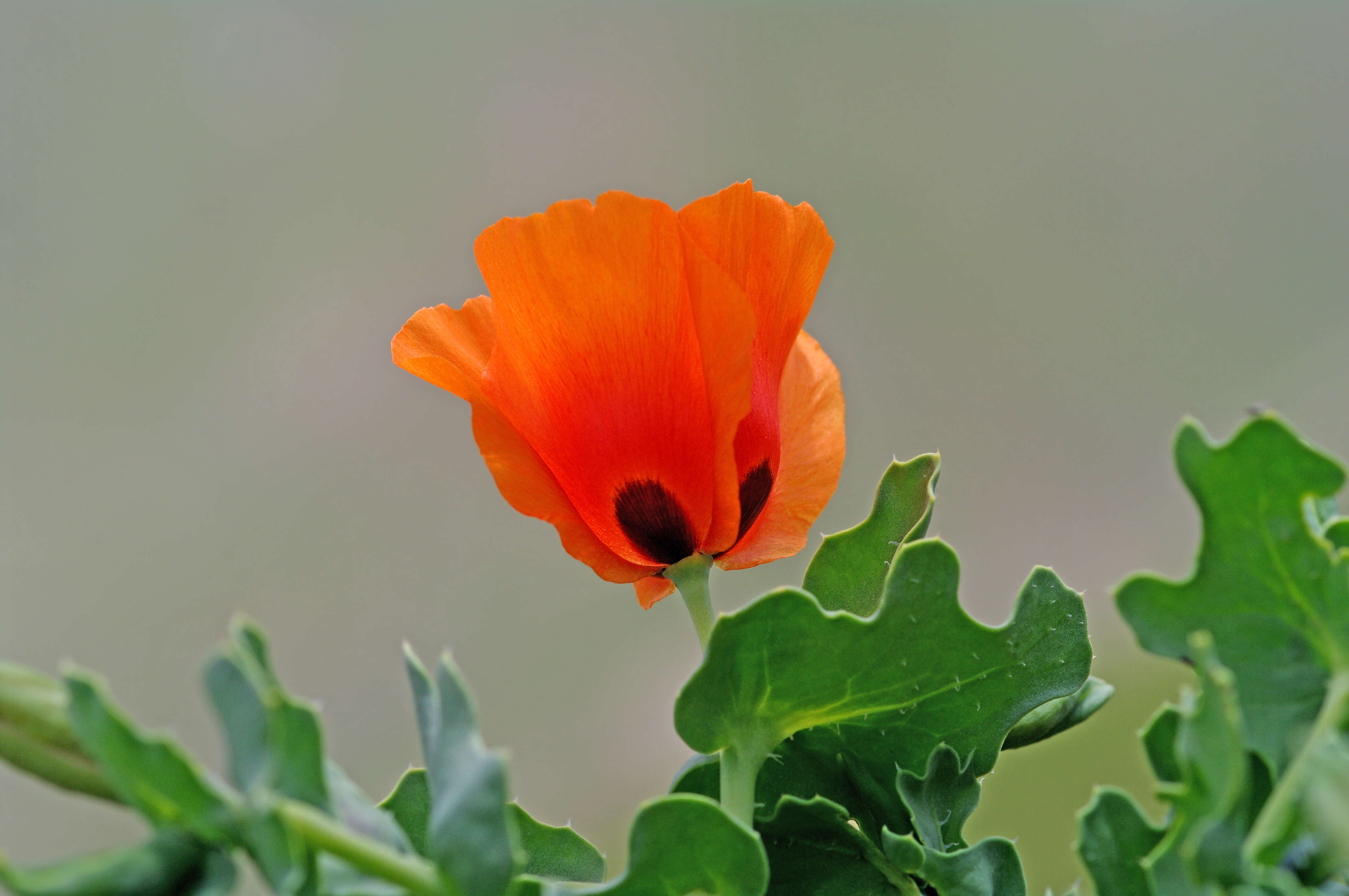 Image of Glaucium grandiflorum Boiss. & Huet