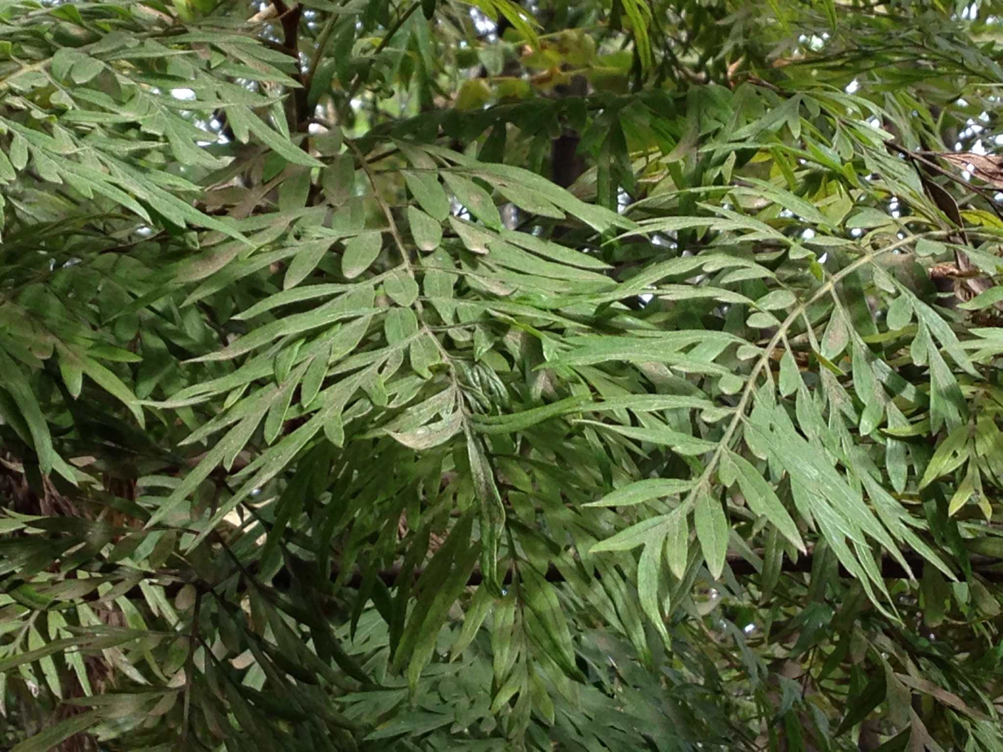 Image of <i>Grevillea robusta</i>