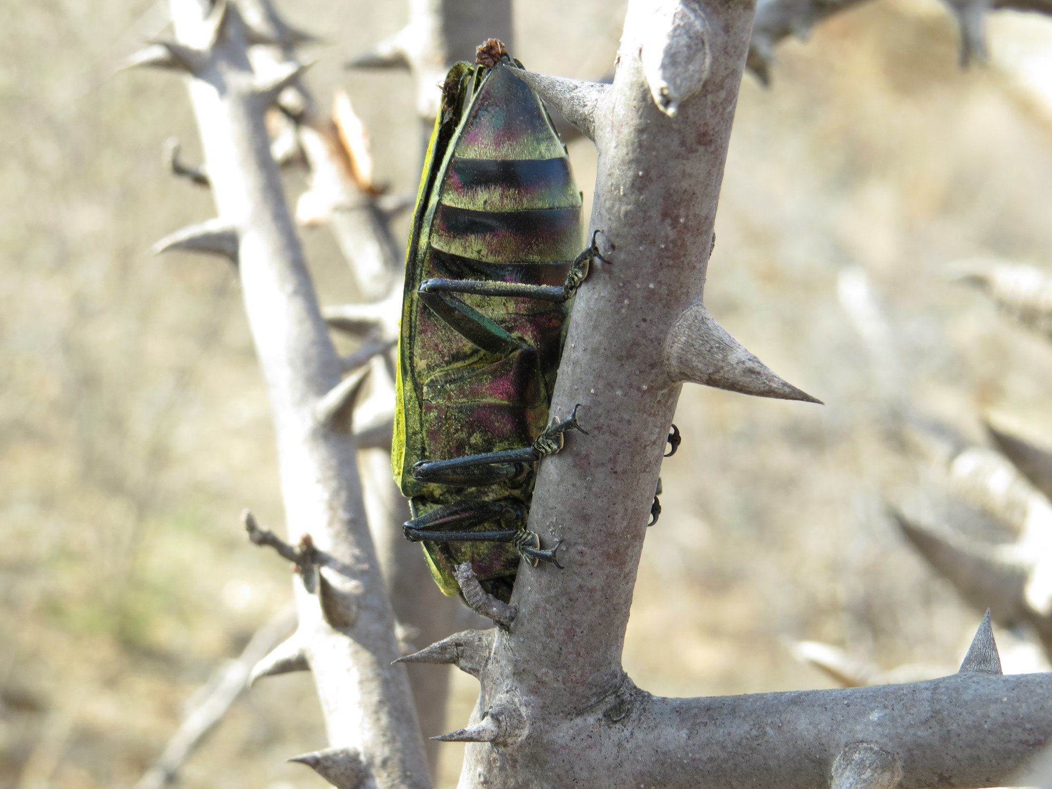 Image of <i>Euchroma giganteum</i>