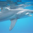 Image of Isurus