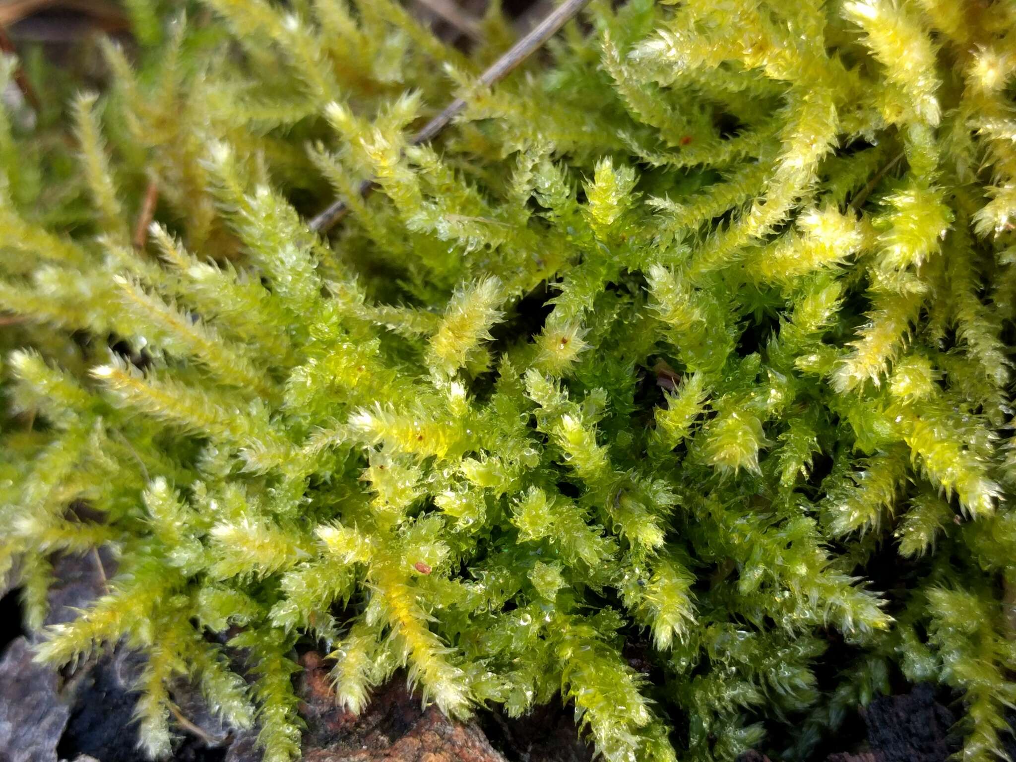 Image of common striated feather-moss