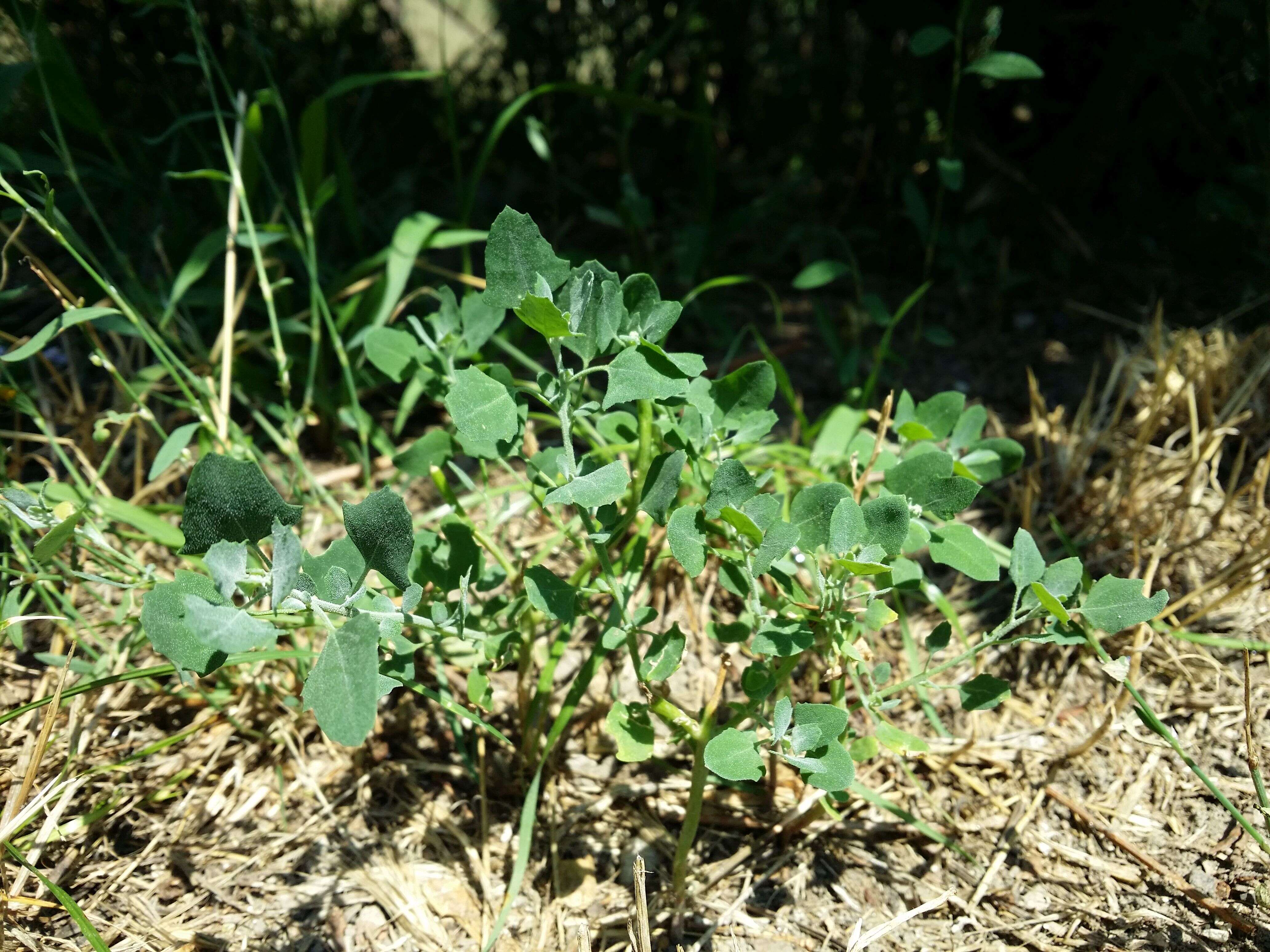 Plancia ëd Chenopodium opulifolium Schrader