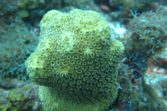 Image of Elliptical Star Coral