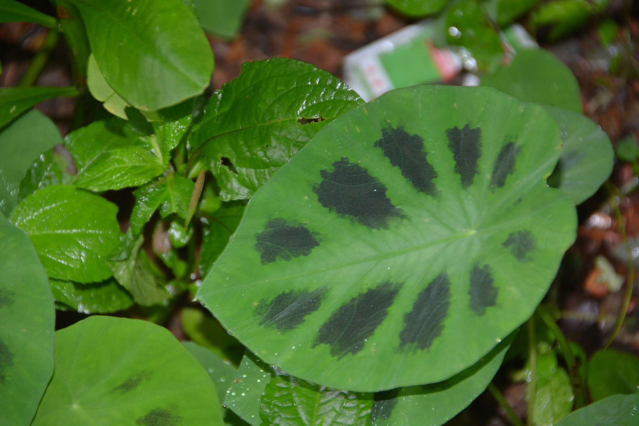 Image of Colocasia fallax Schott