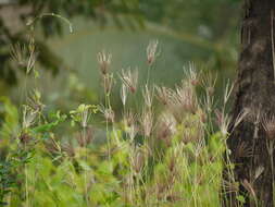 Image of swollen fingergrass