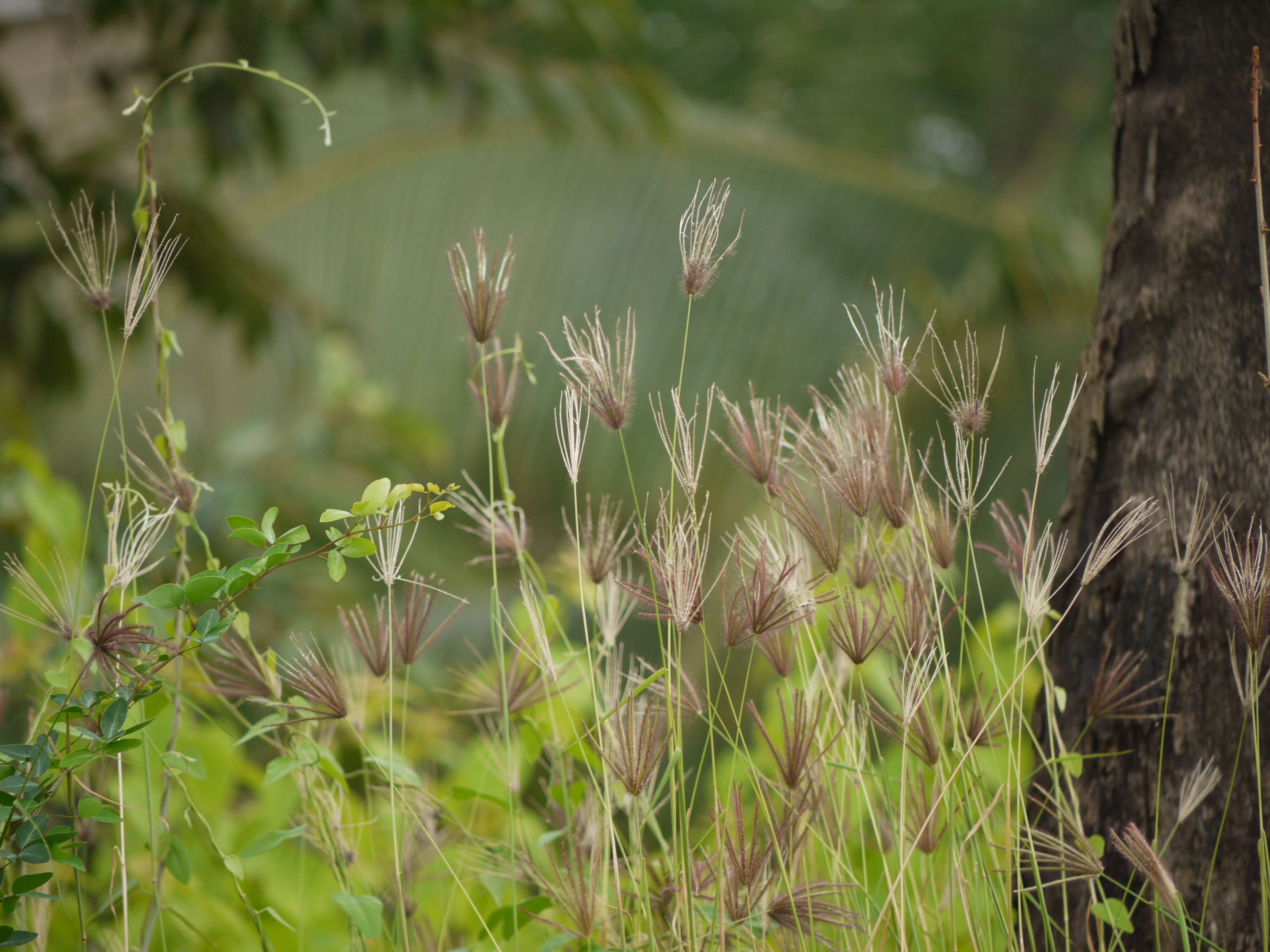 Image of swollen fingergrass