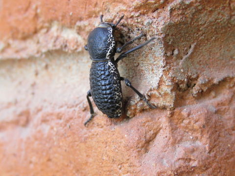 18.https www inaturalist org photos 2993518.580x360