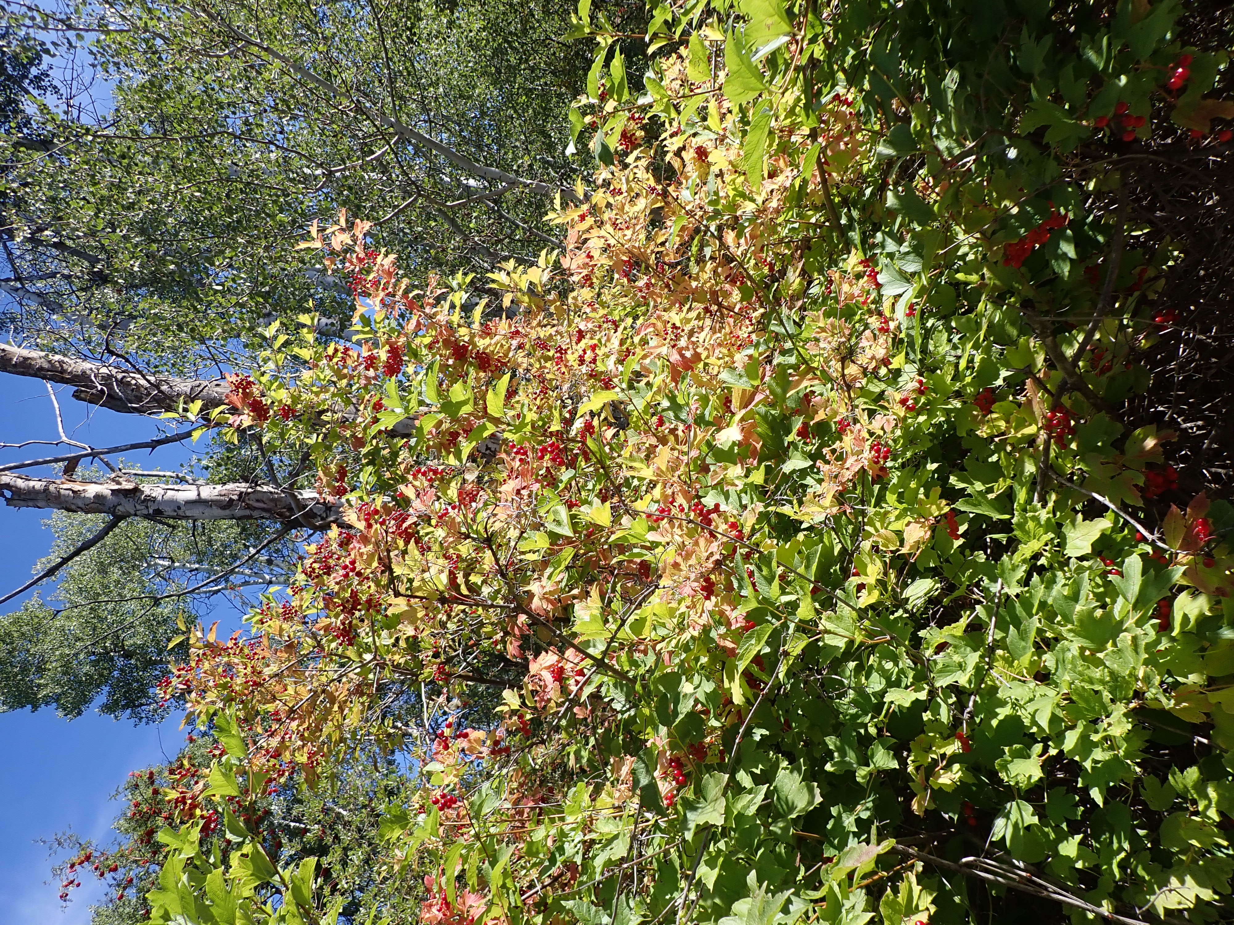 Image of Cranberry-tree