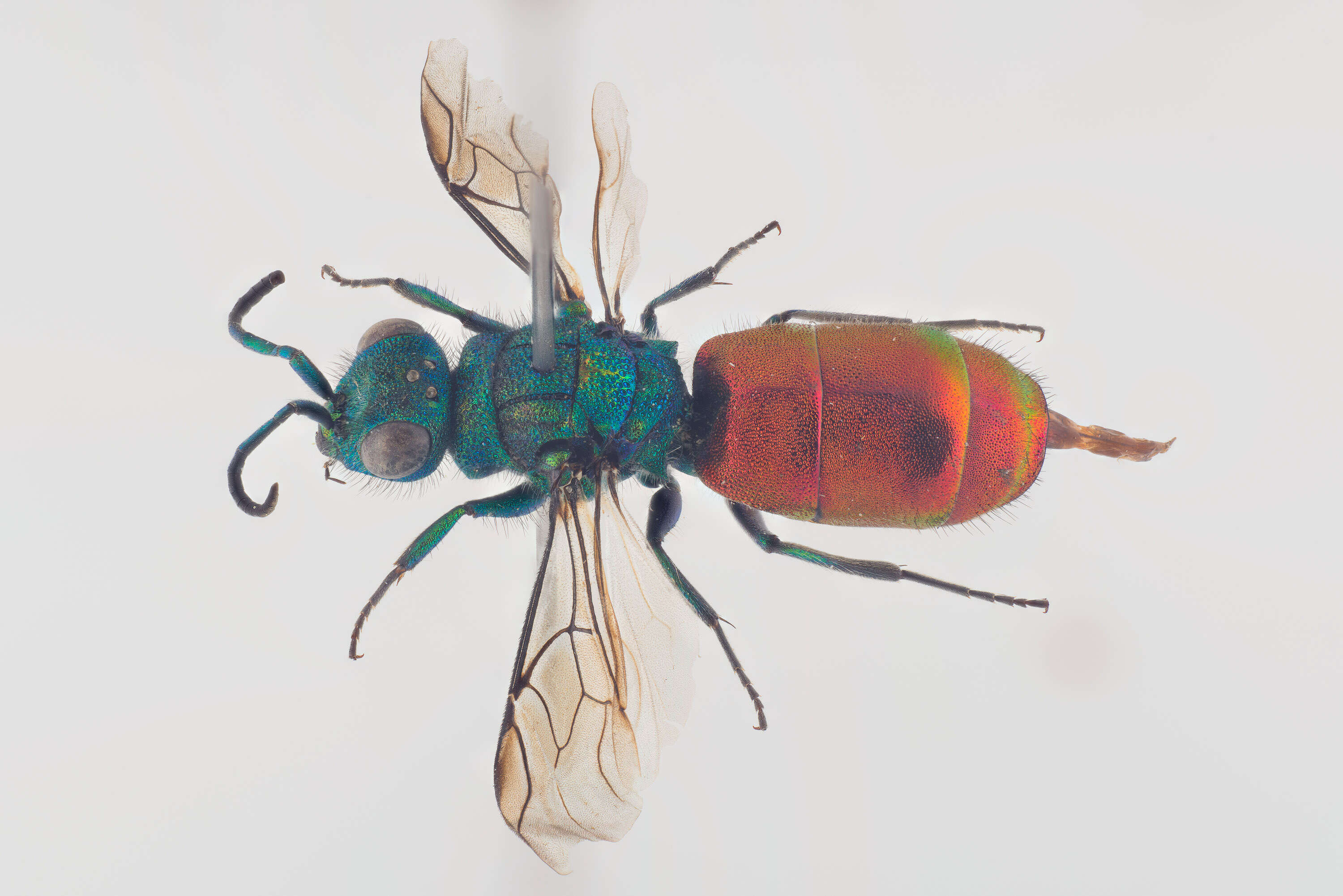 Image of Chrysura hirsuta