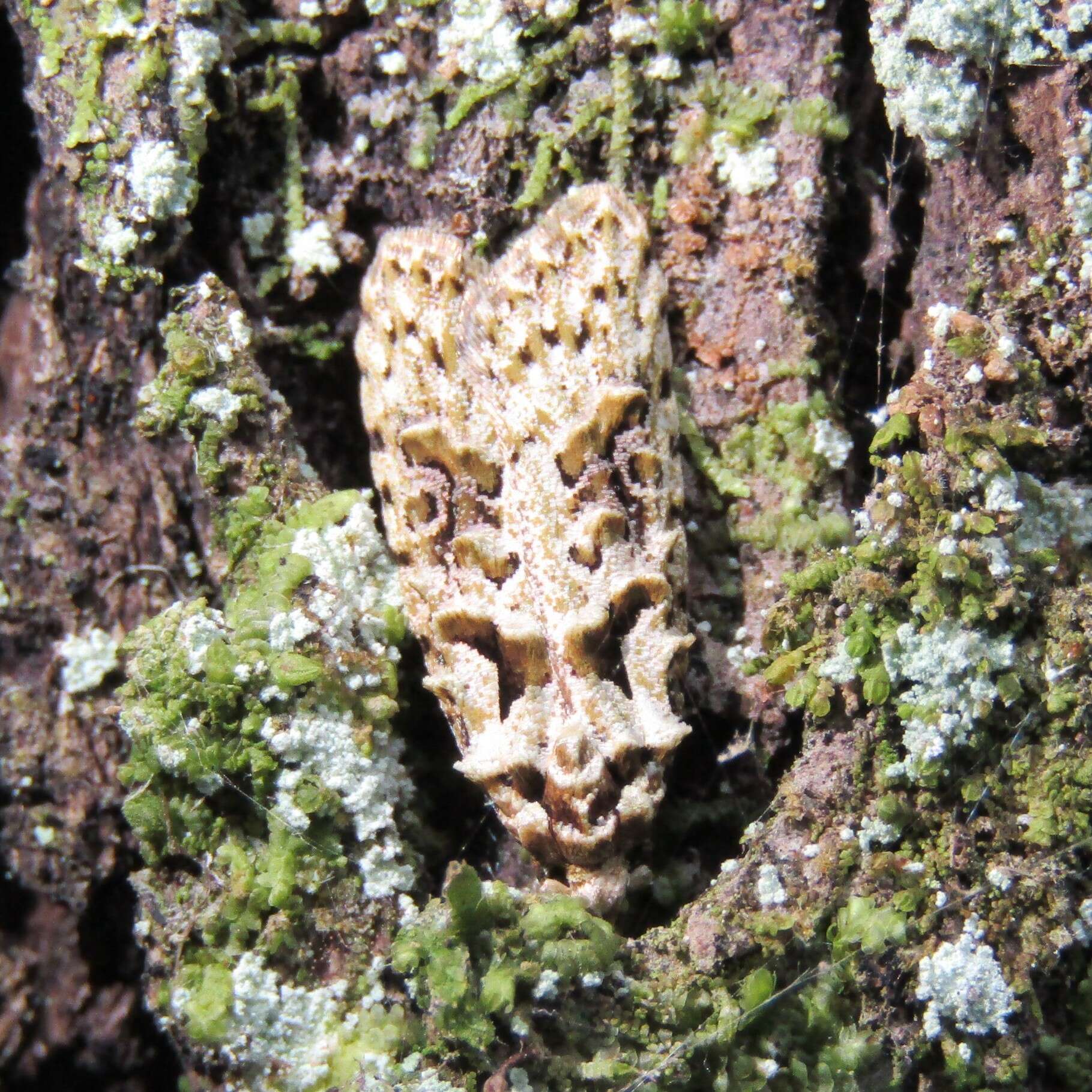 Image of Lichen Snoutlet