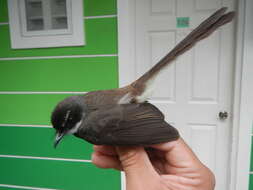 Image of Philippine Pied Fantail