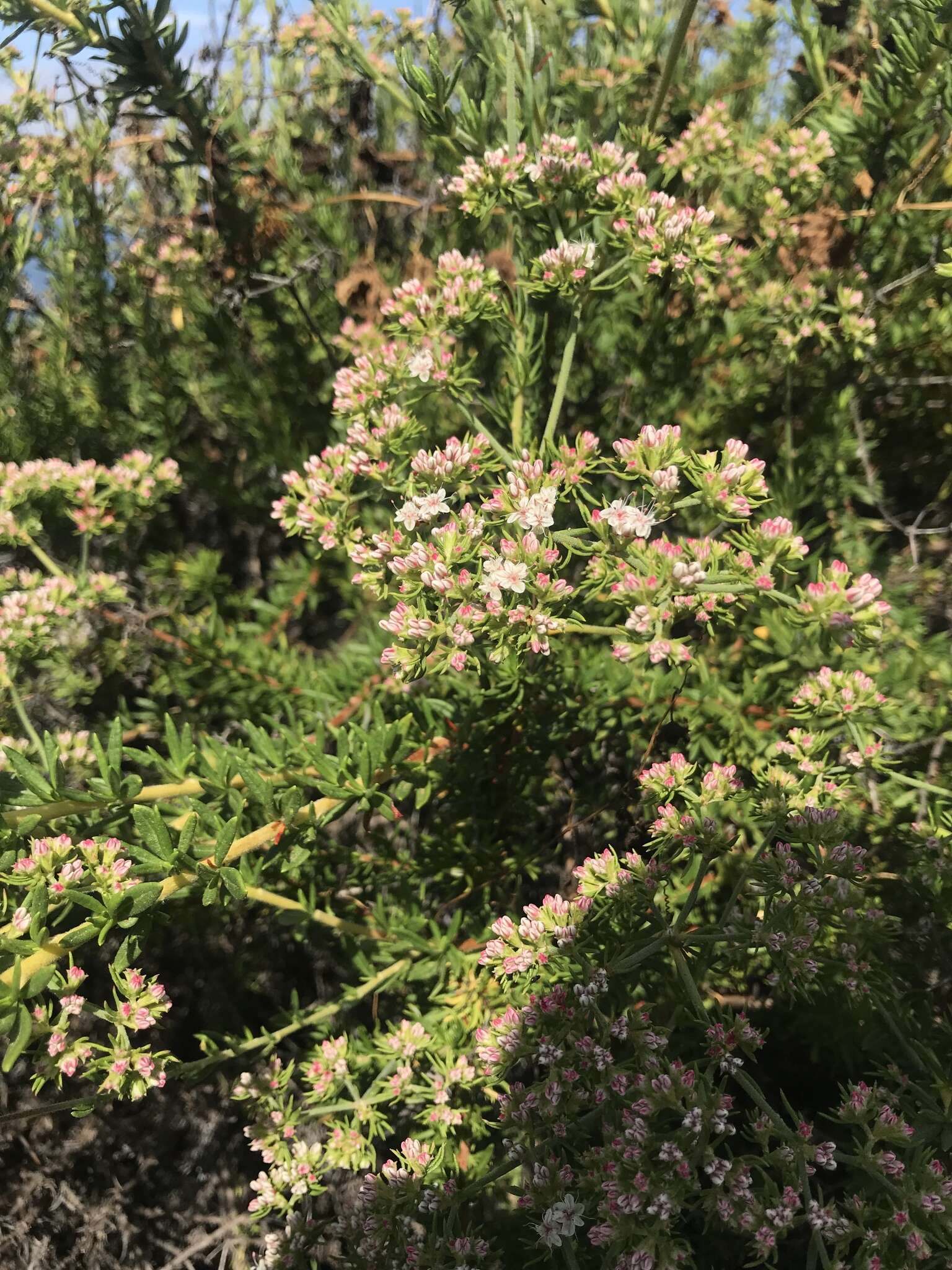 Imagem de Eriogonum fasciculatum Benth.