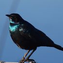 Image of Burchell's Glossy-Starling