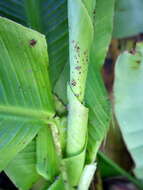 Image of Banana aphid