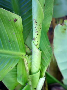 Image of Banana aphid