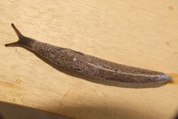 Image of Tandonia rustica (Millet 1843)