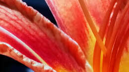 Image of Daylily