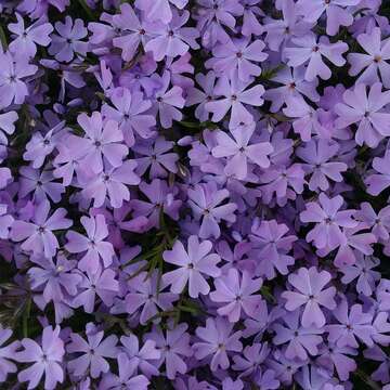 Image of moss phlox