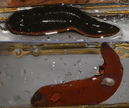 Image of <i>Macrobdella decora</i> (Say 1824)