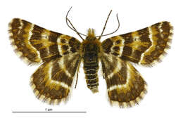 Image of Dasyuris transaurea