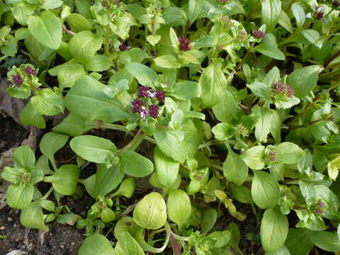 Image of Fedia graciliflora Fischer & Meyer