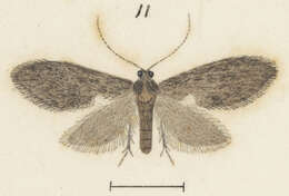 Image de Scoriodyta conisalia Meyrick 1888