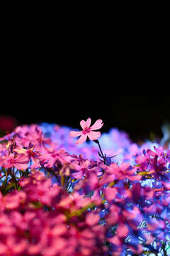 Image of moss phlox