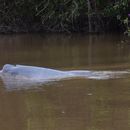 Image of Bolivian river dolphin