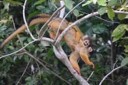 Image of Bolivian squirrel monkey