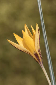 Image of Crocus vitellinus Wahlenb.