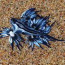 Image of Blue dragon