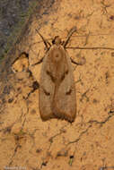 Image of Gymnobathra sarcoxantha Meyrick 1884