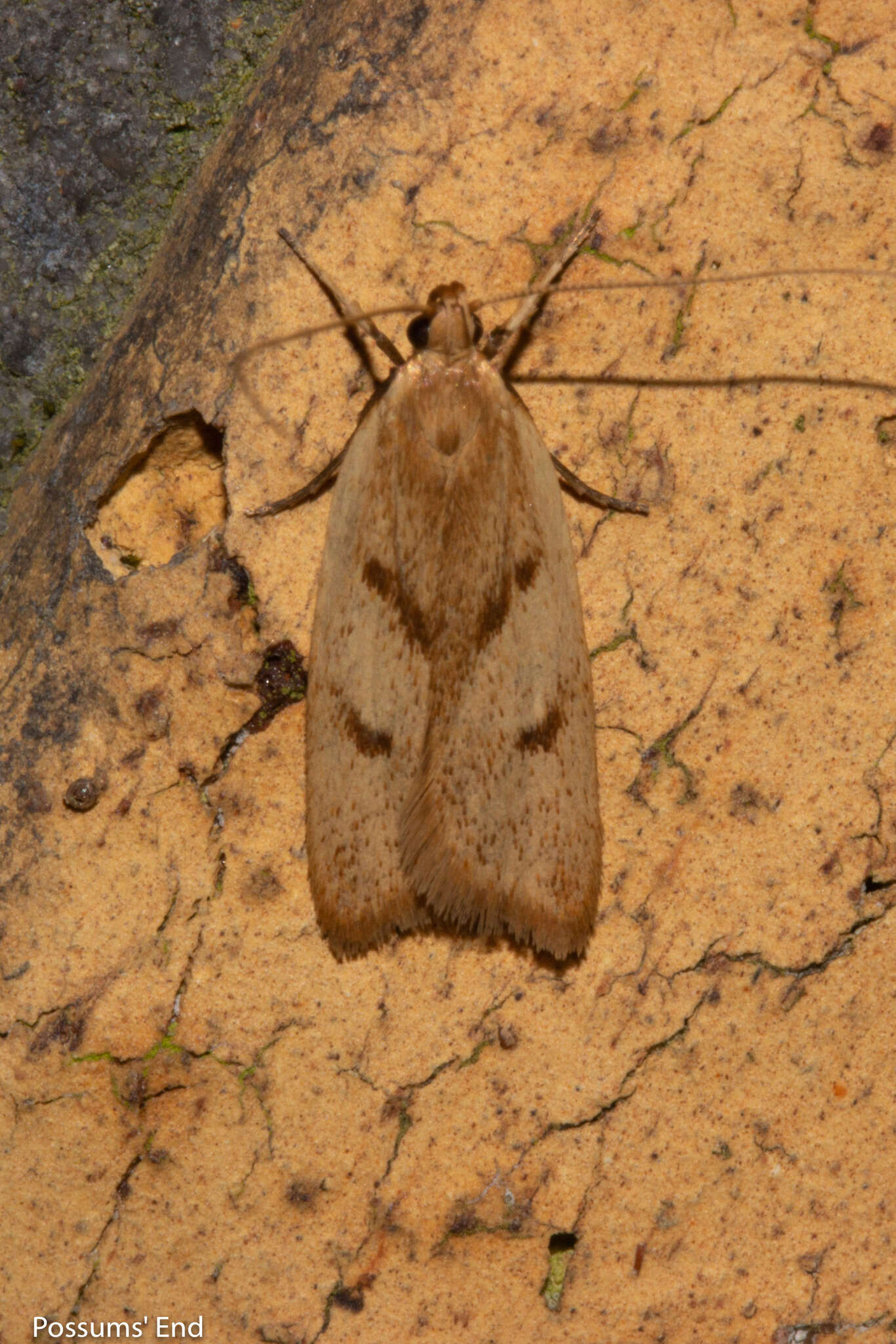 Image of Gymnobathra sarcoxantha Meyrick 1884