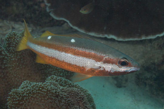 Image of Snapper