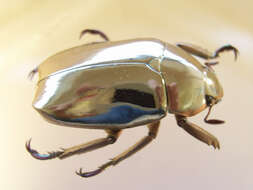 Imagem de Chrysina limbata (Rothschild & Jordan 1894)