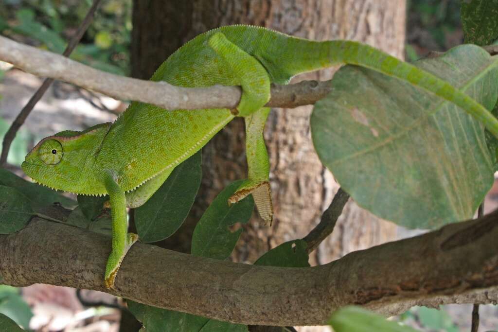 Image of Graceful Chameleon