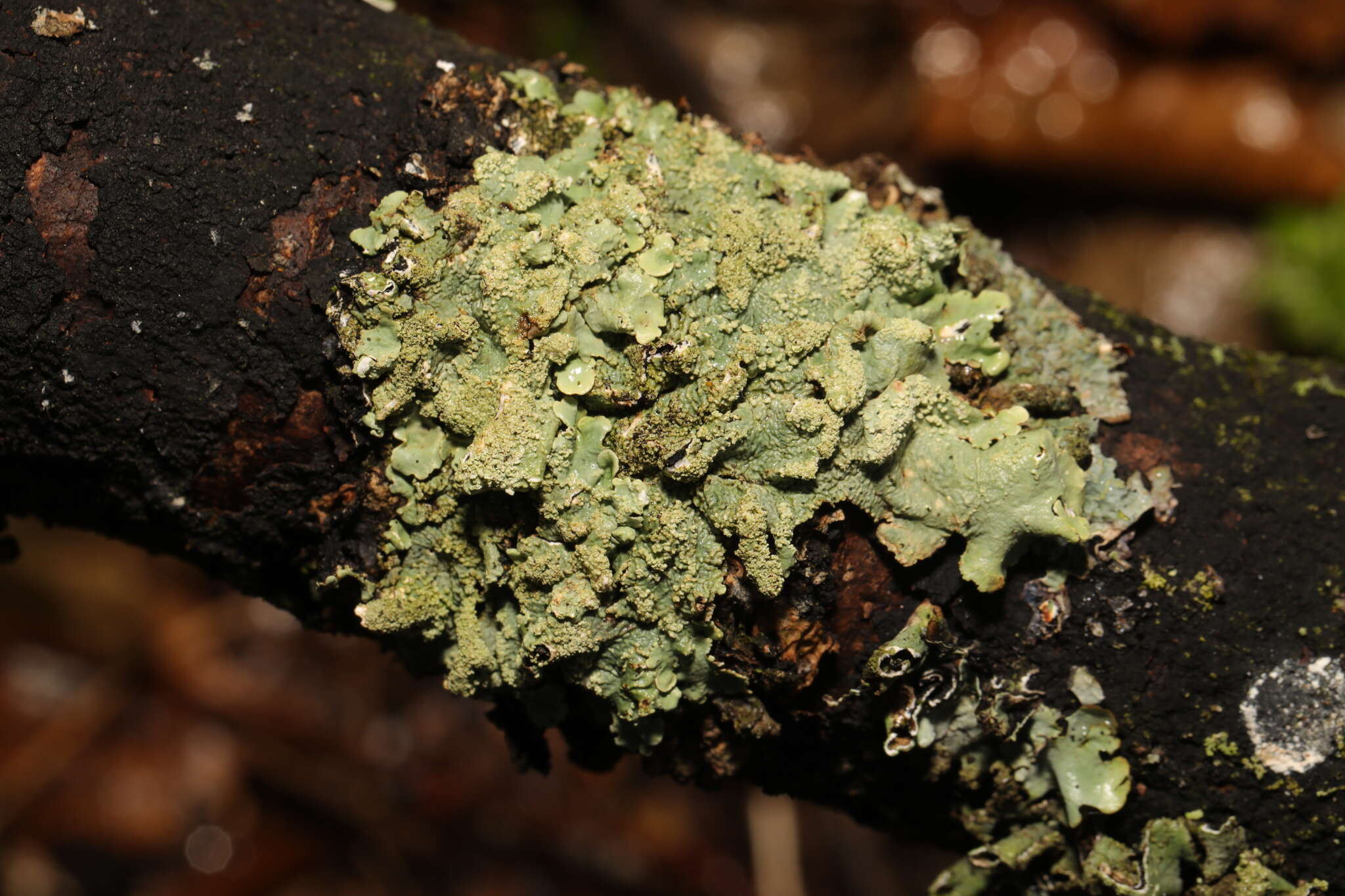 Image of Common greenshield lichen