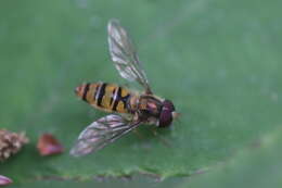 Image of Marmalade hoverfly