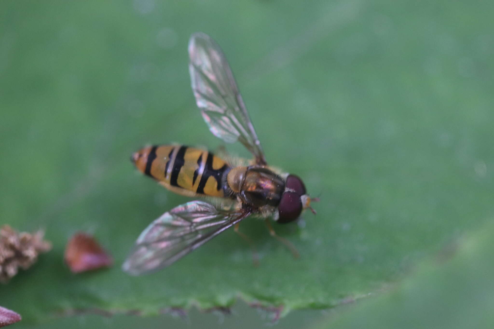 Image of Marmalade hoverfly