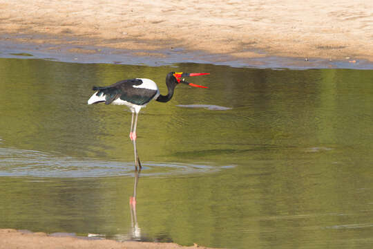 Image of Saddle-billed Stork