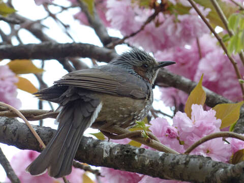 Image of Brown-eared Bulbul