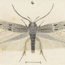 Image of Elachista ombrodoca Meyrick 1888