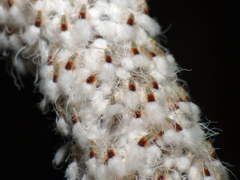 18.https www inaturalist org photos 3002867.580x360